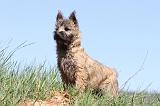 CAIRN TERRIER 303